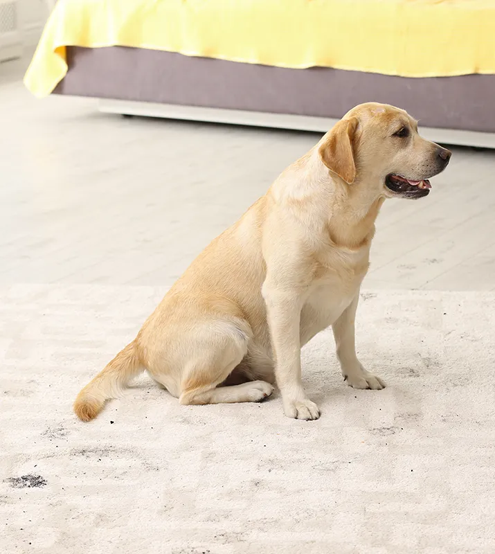 Dog paw print stains on carpet | Floortrends