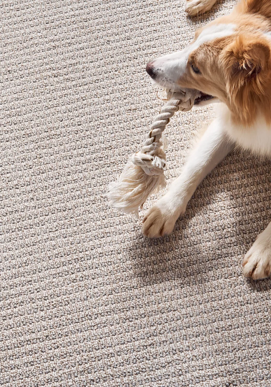 Carpet Flooring | Floortrends